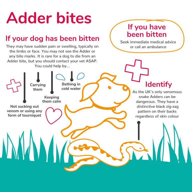 Adder Bites | What To Do If Your Dog Gets Bitten | MiPet Cover