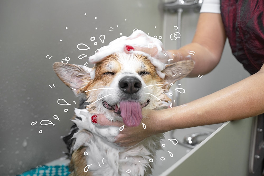 how often should you bathe your dog with fleas
